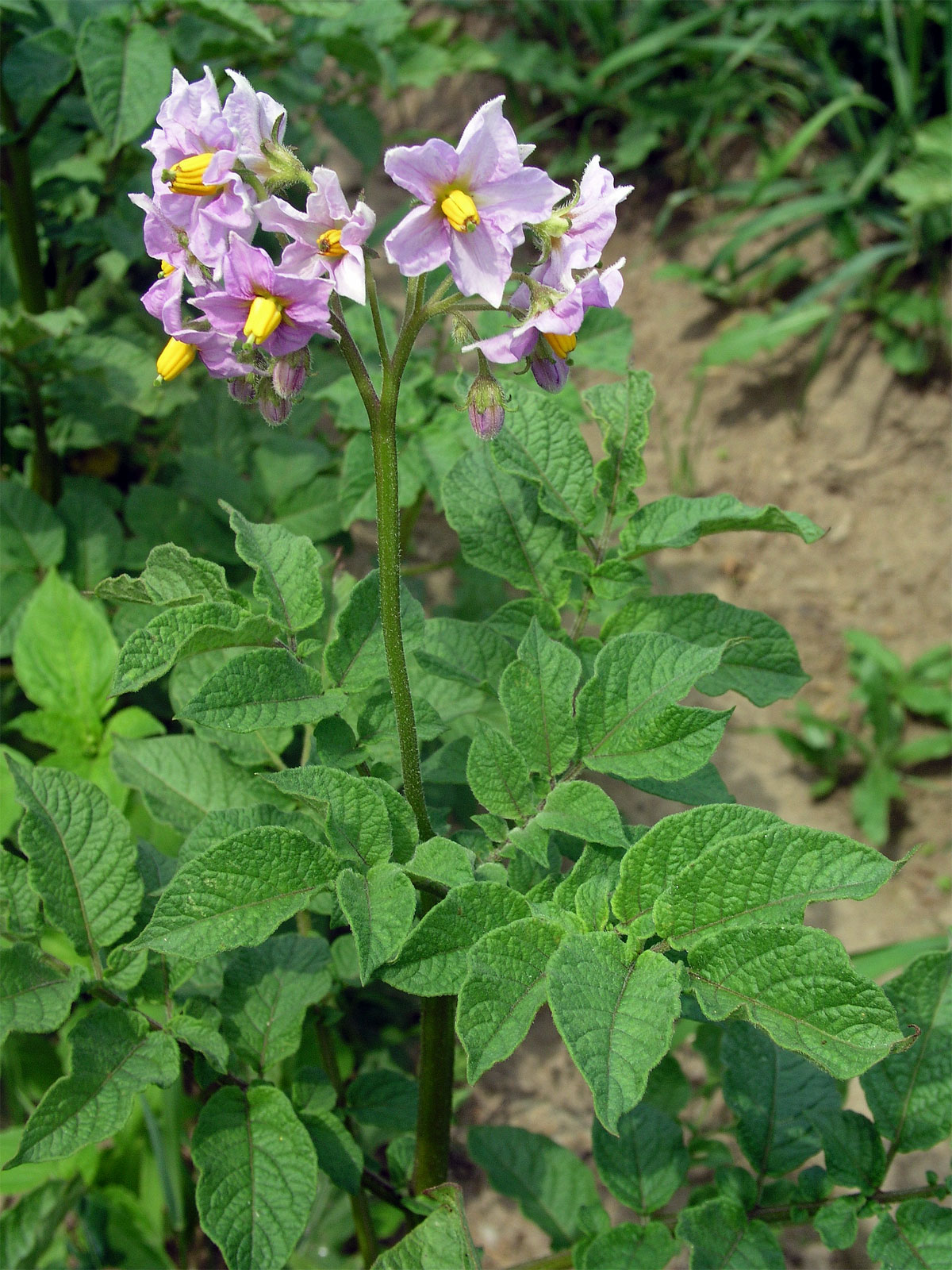 Lilek brambor (Solanum tuberosum L.)