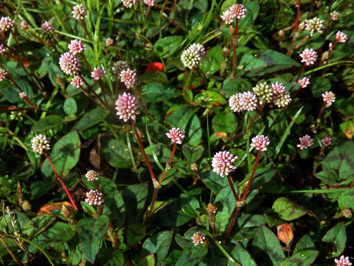 Rdesno hlavaté (Persicaria capitata (Buch.-Ham. ex D. Don) Gross.)