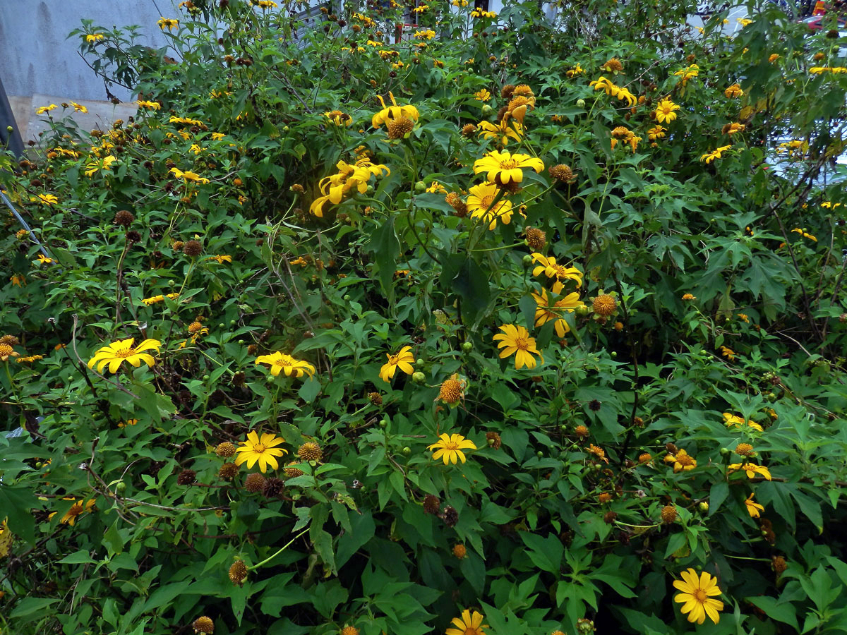 Tithonia diversifolia (Hemsl.) A. Gray