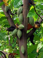 Kakaovník pravý (Theobroma cacao) L.