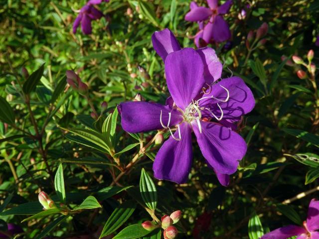 Tibouchina granulosa (Desr.) Cogn.