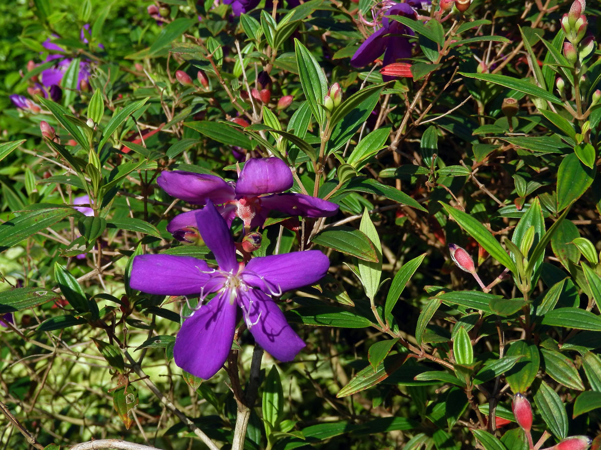 Tibouchina granulosa (Desr.) Cogn.