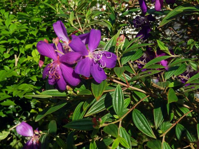 Tibouchina granulosa (Desr.) Cogn.