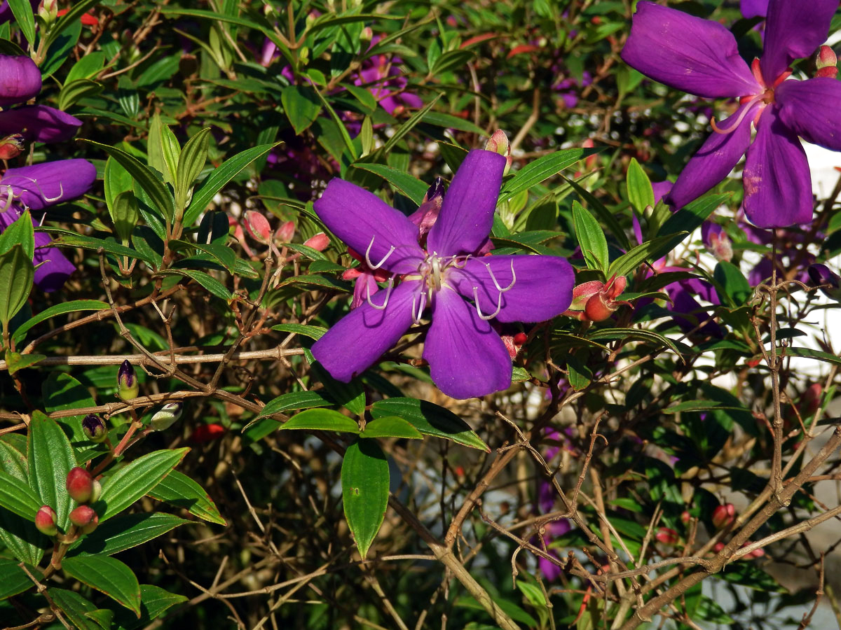 Tibouchina granulosa (Desr.) Cogn.