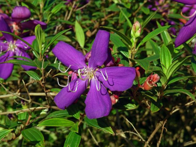 Tibouchina granulosa (Desr.) Cogn.