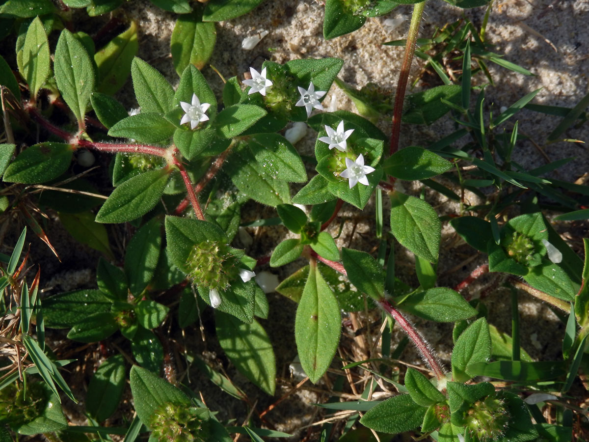 Richardia brasiliensis Gomes