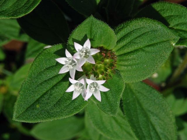 Richardia brasiliensis Gomes