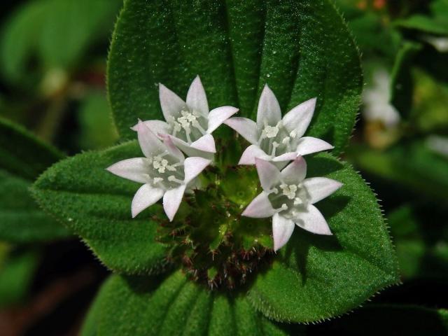 Richardia brasiliensis Gomes