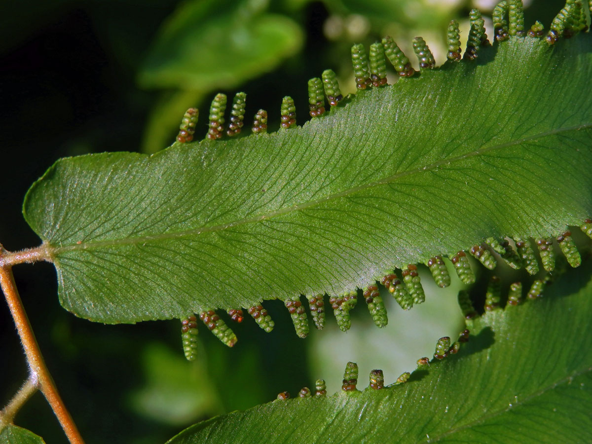 Lygodium flexuosum (L.) Sw.