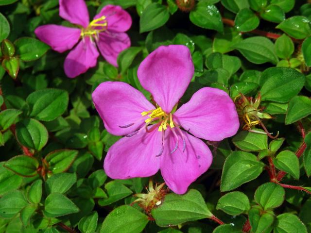 Dissotis rotundifolia (Sm.) Triana