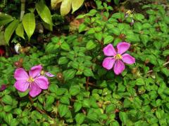 Dissotis rotundifolia (Sm.) Triana