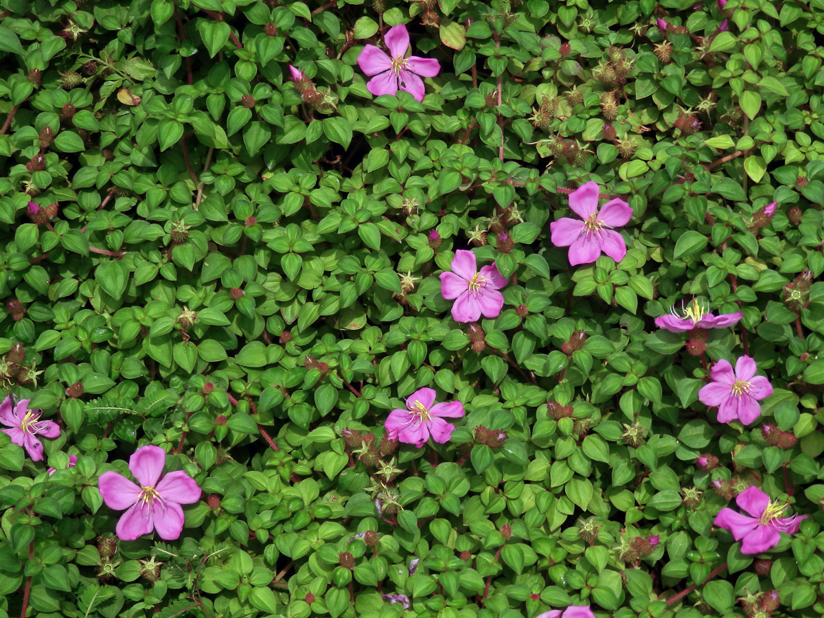 Dissotis rotundifolia (Sm.) Triana