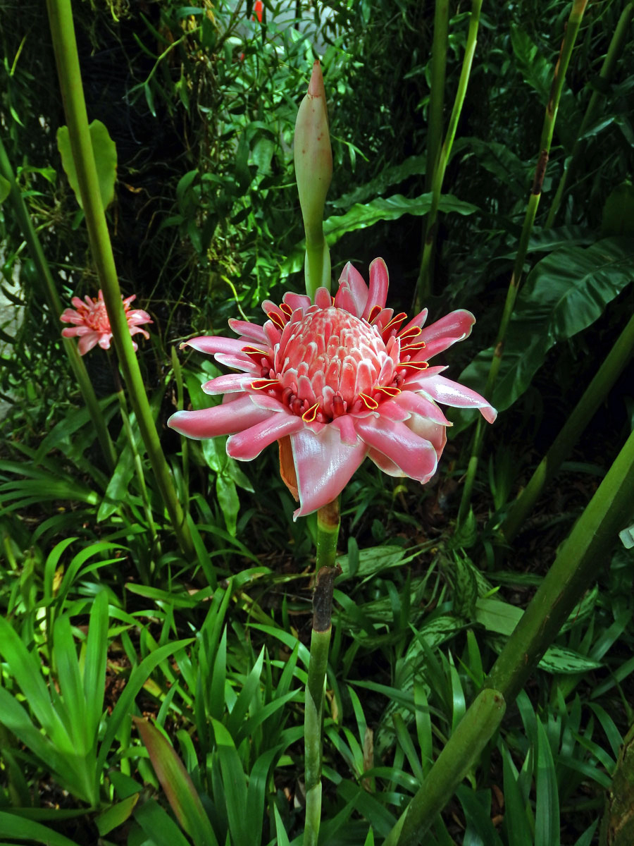 Etlingera elatior (Jack) R. M. Sm.