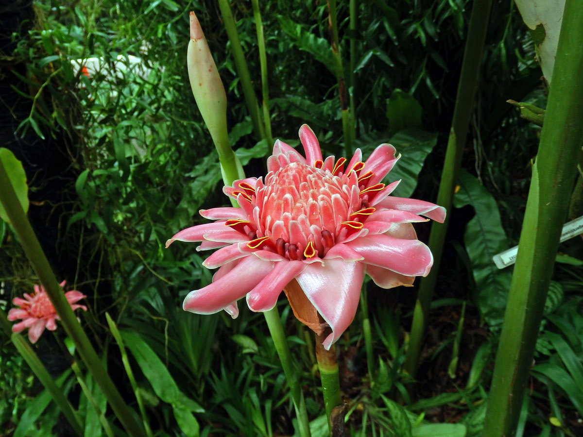 Etlingera elatior (Jack) R. M. Sm.