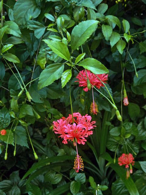 Ibišek (Hisbiscus schizopetalus (Dyer) Hook. f.)