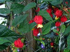 Mračňák poříční (Abutilon magapotamicum (Spreng.) A. St. - Hil. & Naudin)