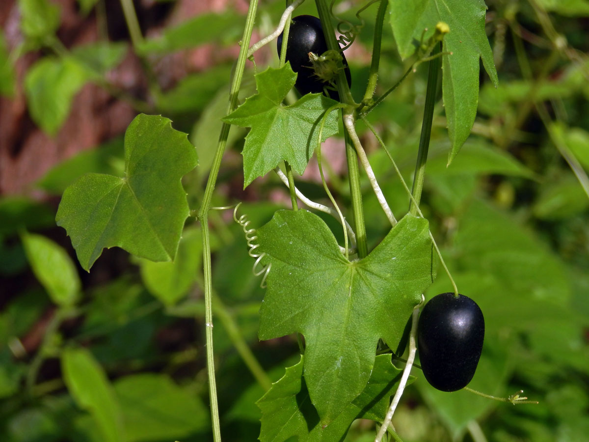 Melothria pendula L.