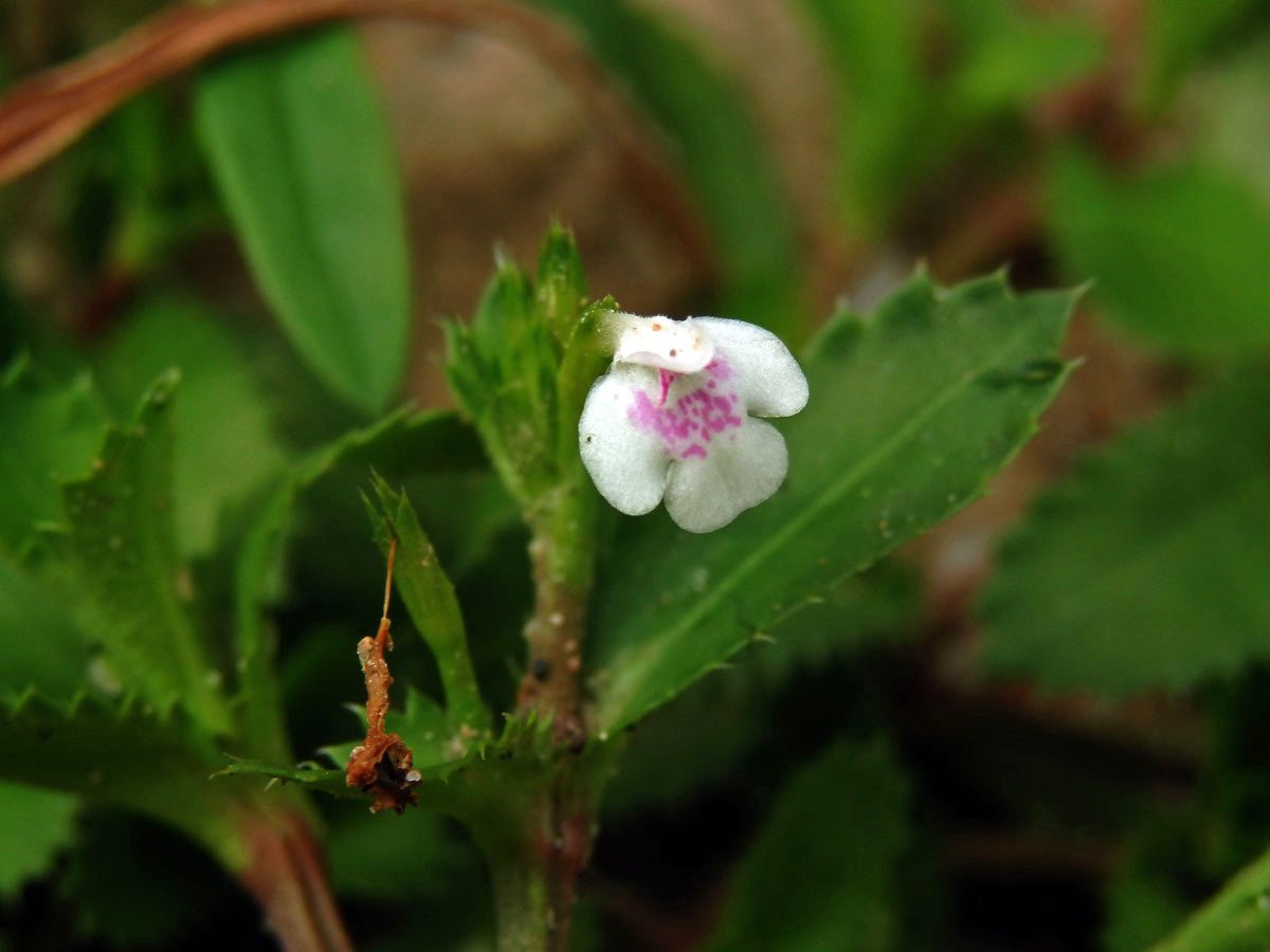 Lindernia ciliata (Colsmann) Pennell