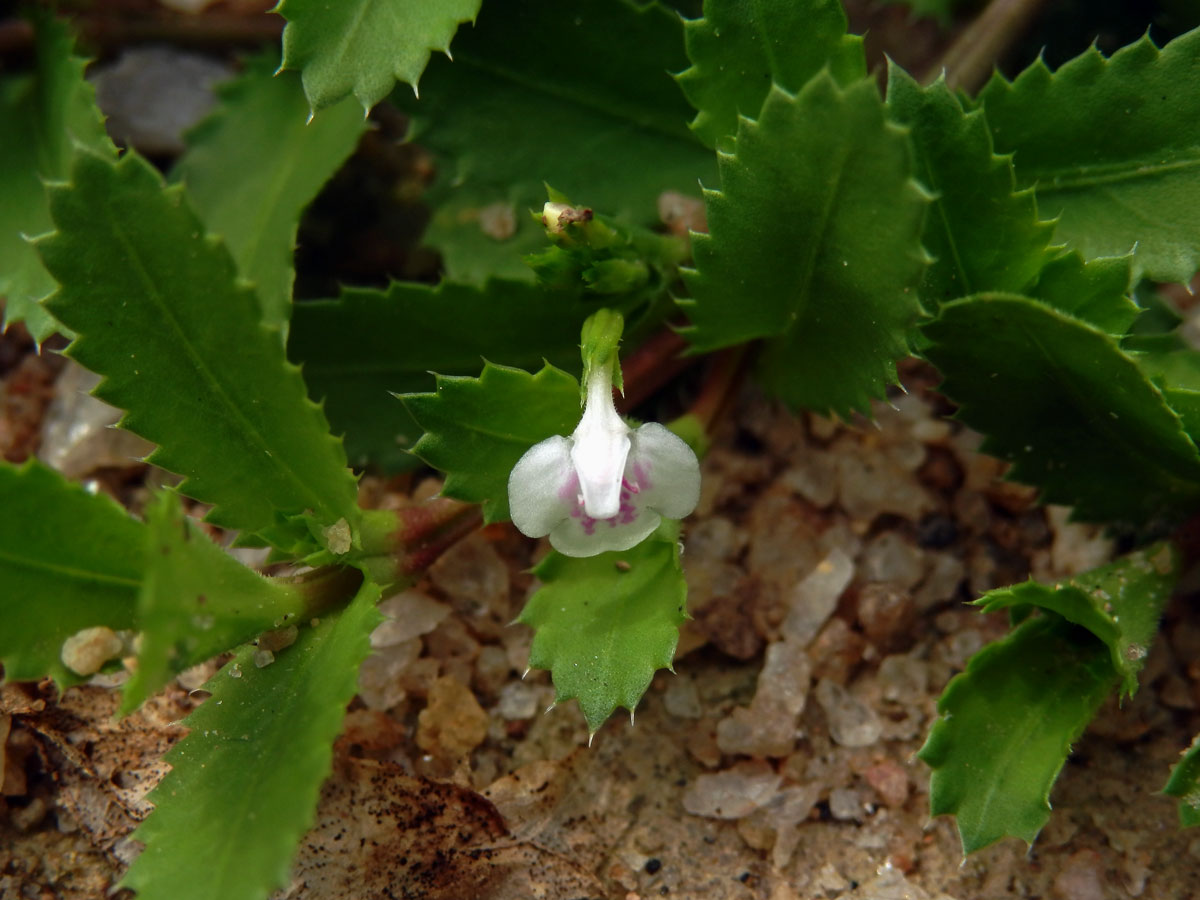 Lindernia ciliata (Colsmann) Pennell