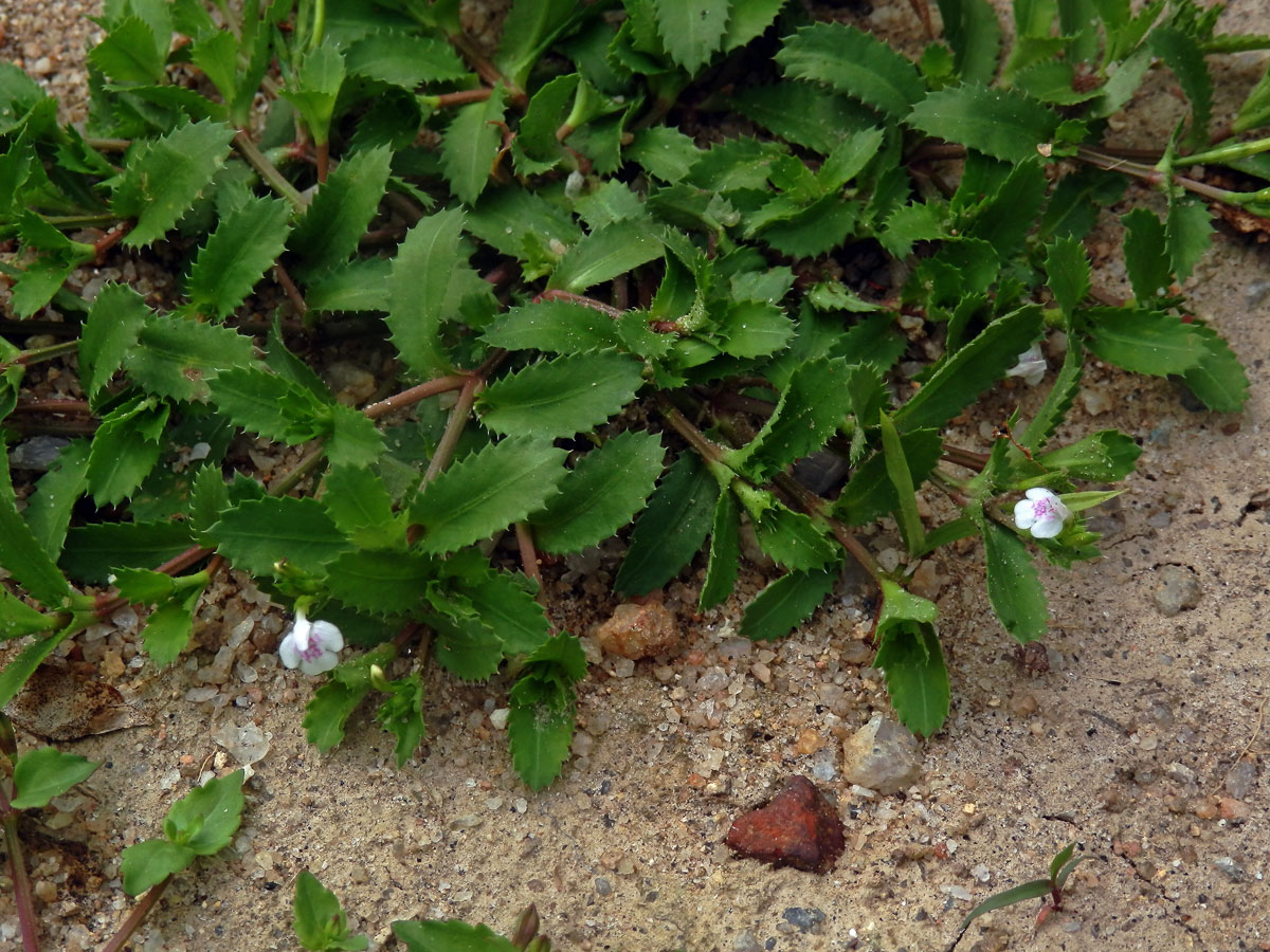 Lindernia ciliata (Colsmann) Pennell