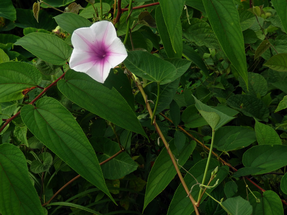 1_Svlačcovitá: Povijnice (Ipomoea)