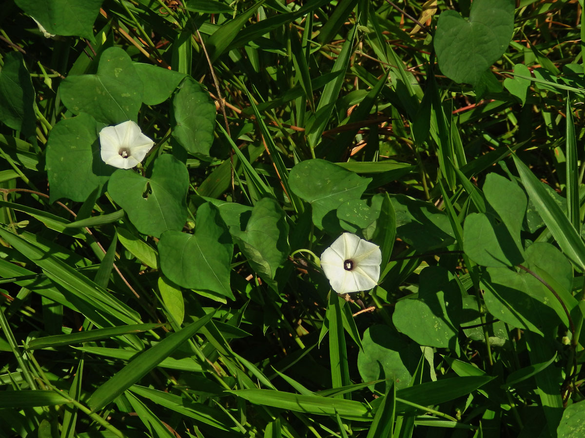 Povíjnice (Ipomoea obscura (L.) Ker-Gawl.)