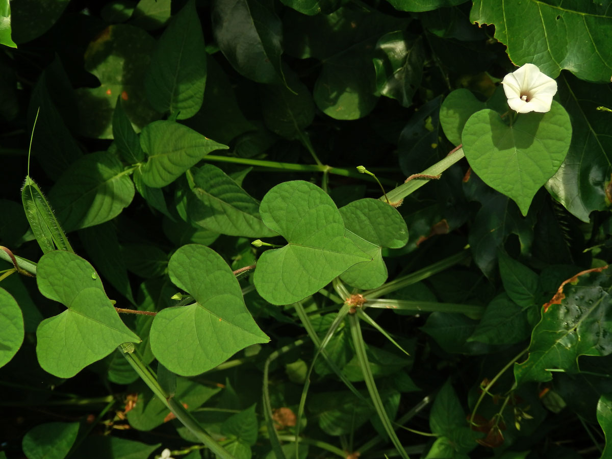 Povíjnice (Ipomoea obscura (L.) Ker-Gawl.)