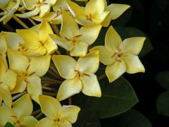 Ixora javanica (Blume) DC., pětičetný květ (11)