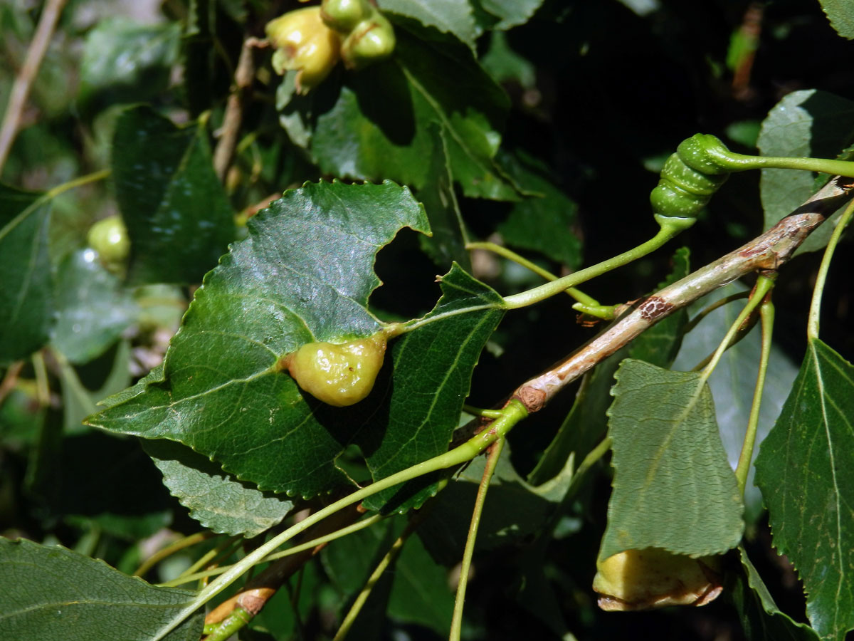 Hálka dutilky šroubovité (řapík) a dutilky listové (čepel)