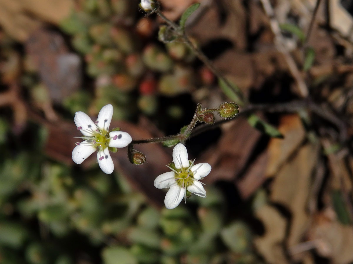 Písečnice (Arenaria conimbricensis Brot.)