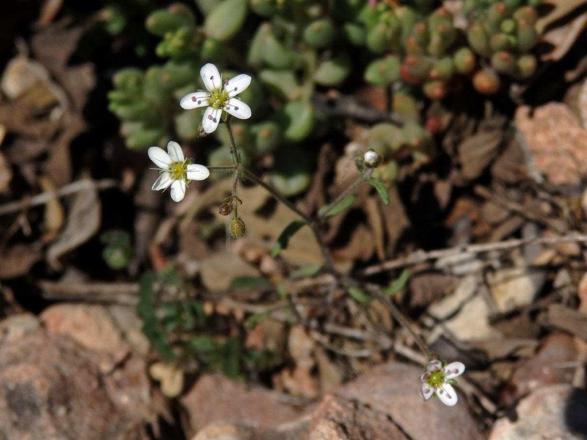 Písečnice (Arenaria conimbricensis Brot.)