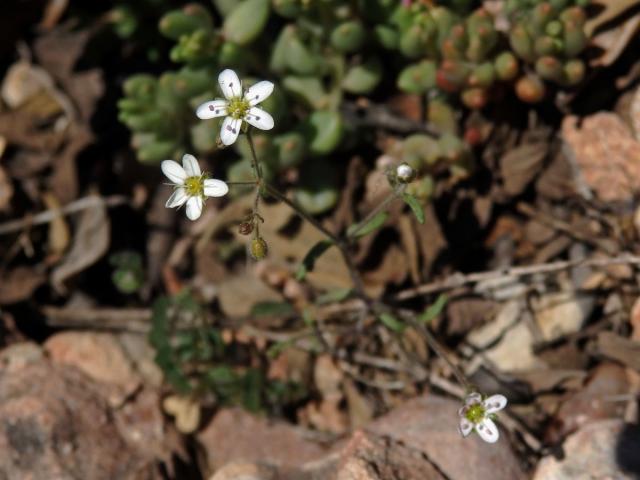 Písečnice (Arenaria conimbricensis Brot.)