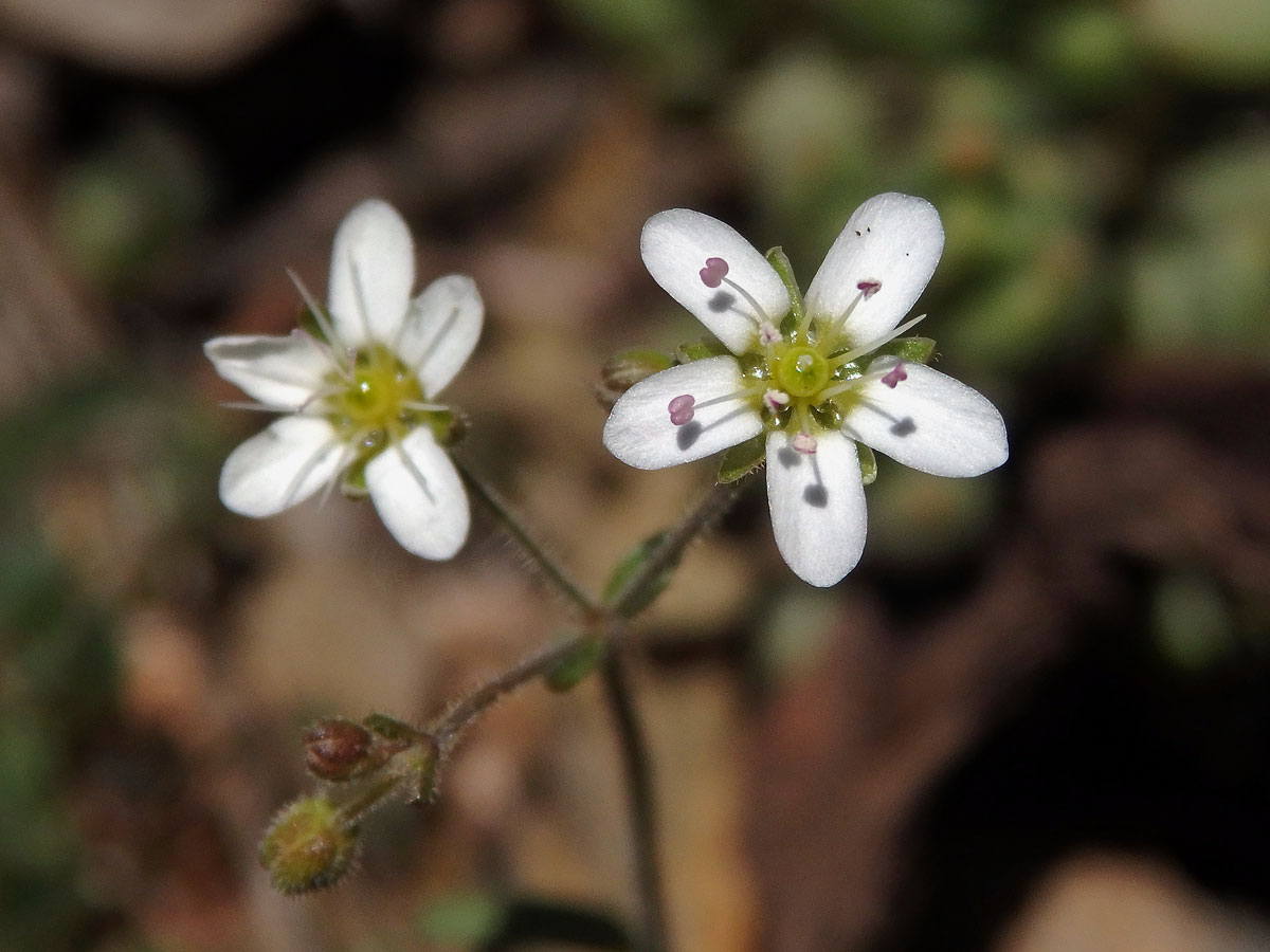 Písečnice (Arenaria conimbricensis Brot.)