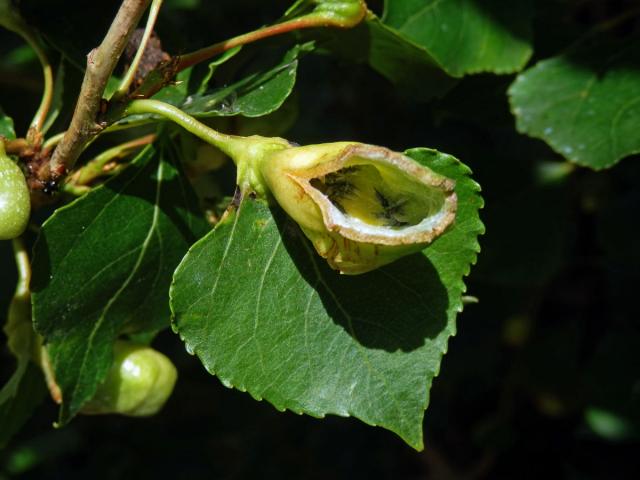 Hálky dutilky (Pemphigus populi); topol černý