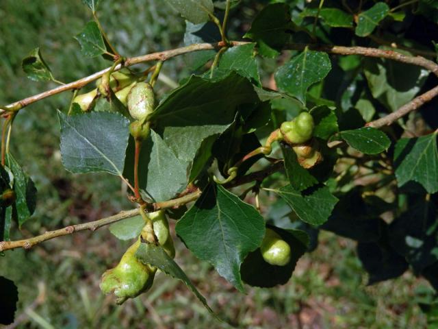 Hálky dutilky (Pemphigus populi); topol černý