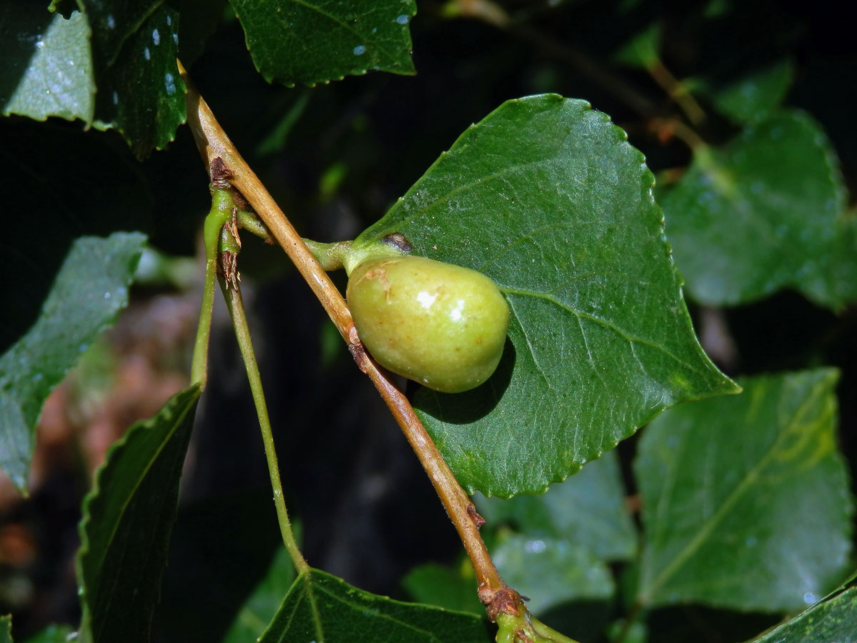 Hálky dutilky (Pemphigus populi); topol černý