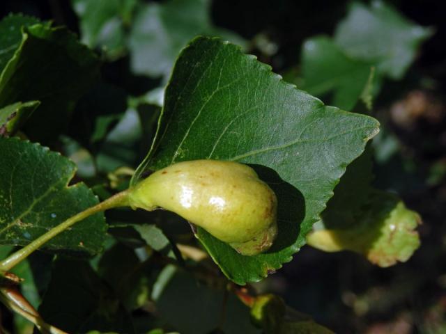 Hálky dutilky (Pemphigus populi); topol černý