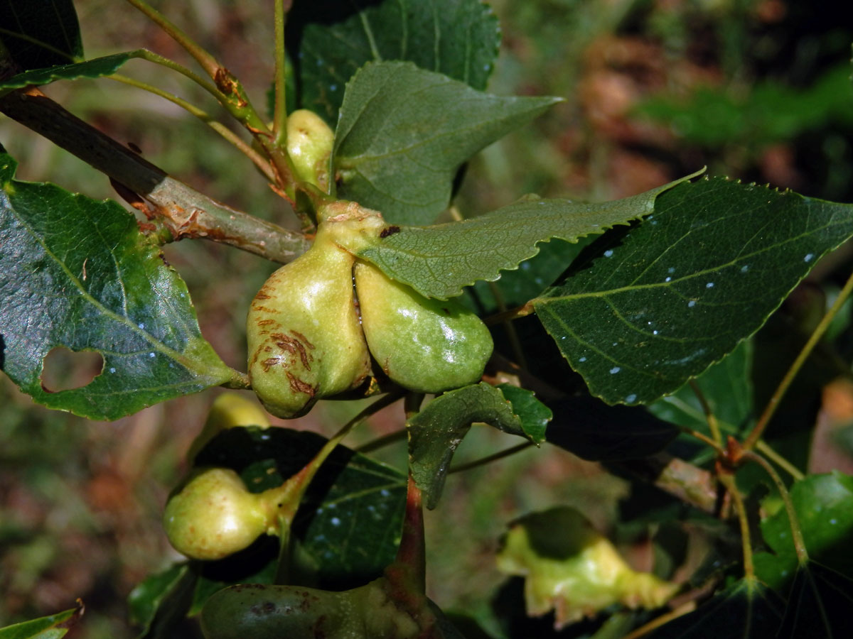 Hálky dutilky (Pemphigus populi); topol černý