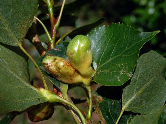 Hálky dutilky (Pemphigus populi); topol černý