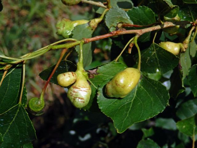 Hálky dutilky (Pemphigus populi); topol černý