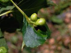 Hálky dutilky (Pemphigus populi); topol černý