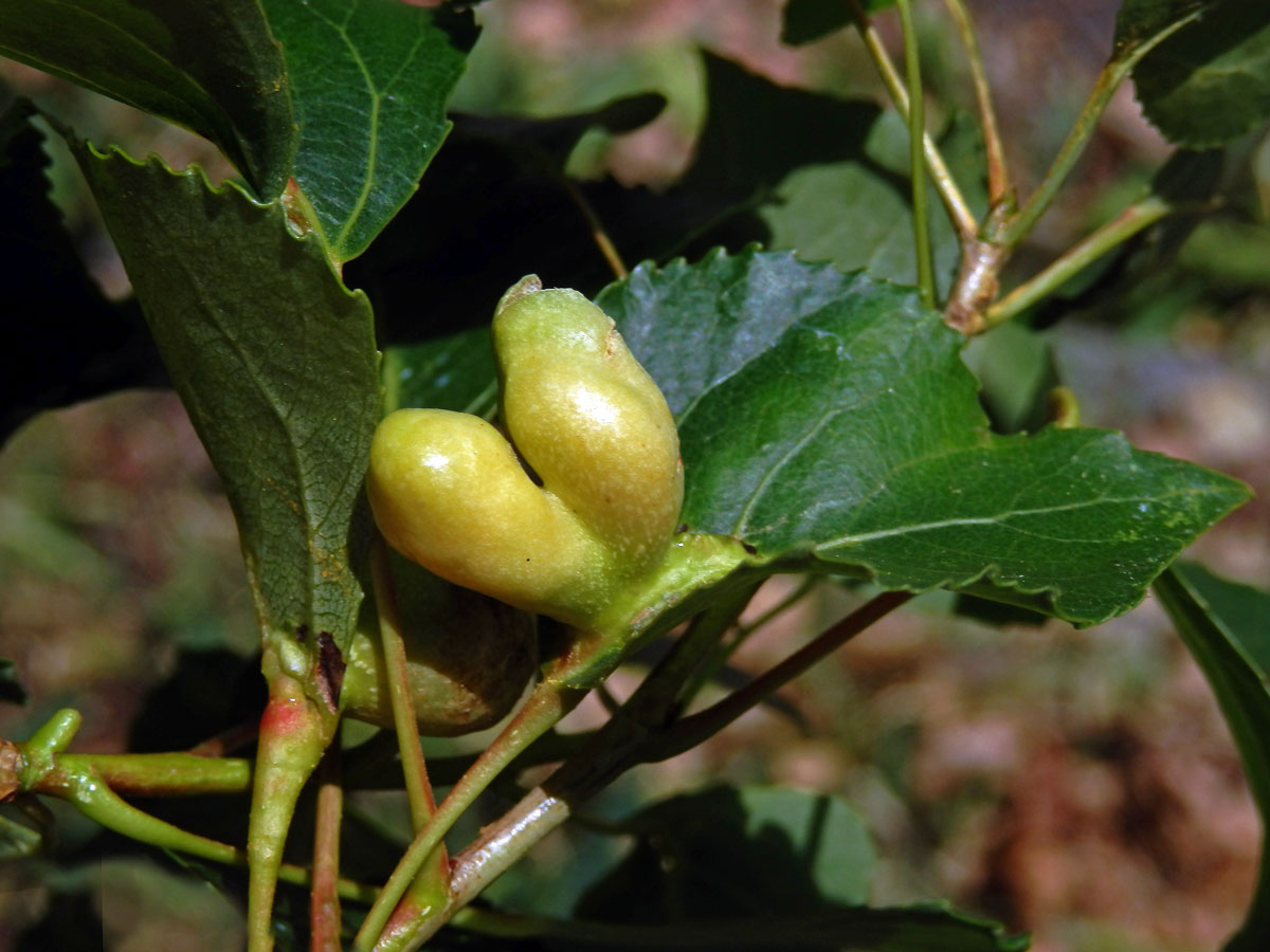 Hálky dutilky (Pemphigus populi); topol černý