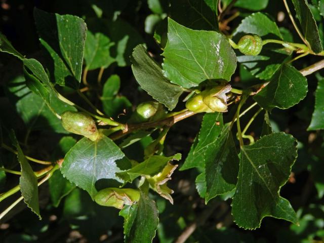 Hálky dutilky (Pemphigus populi); topol černý