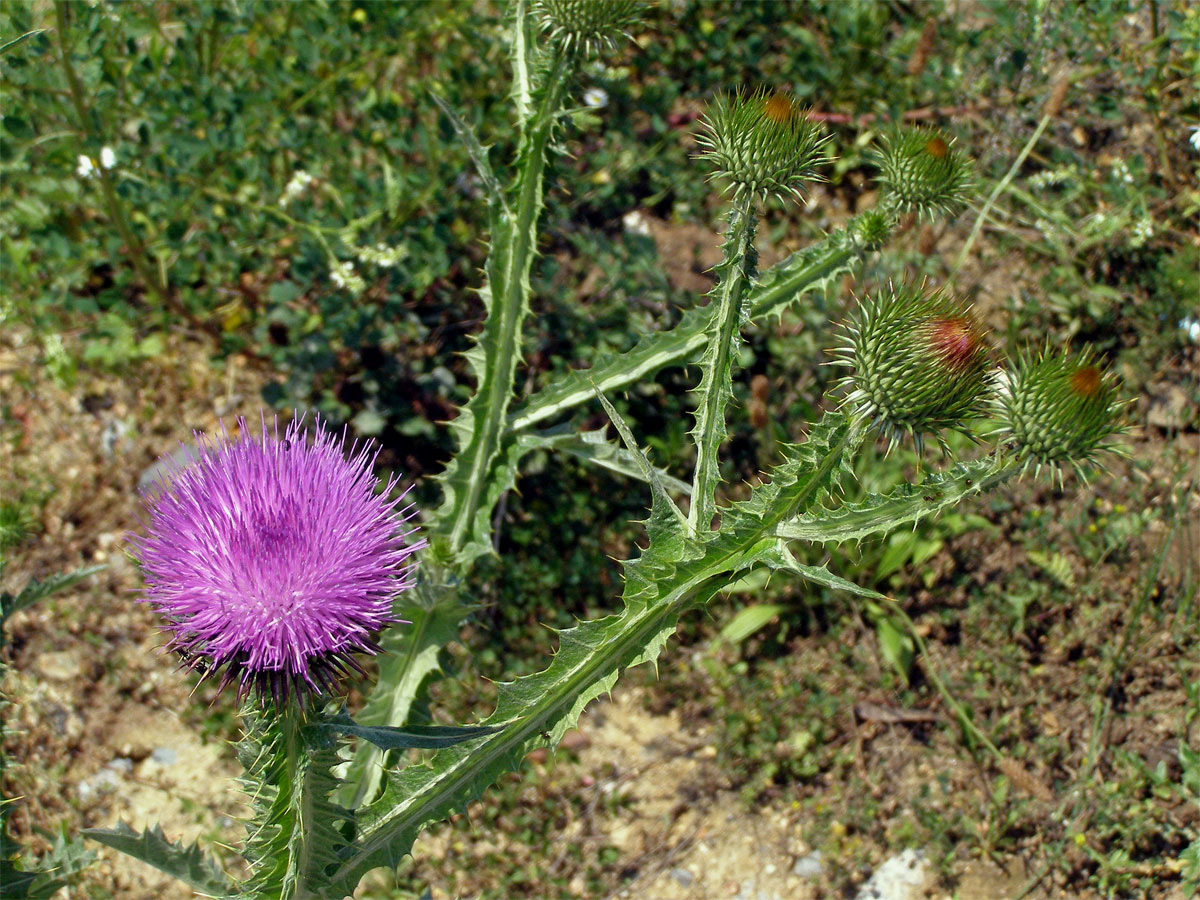 Ostropes trubil (Onopordum acanthium L.)