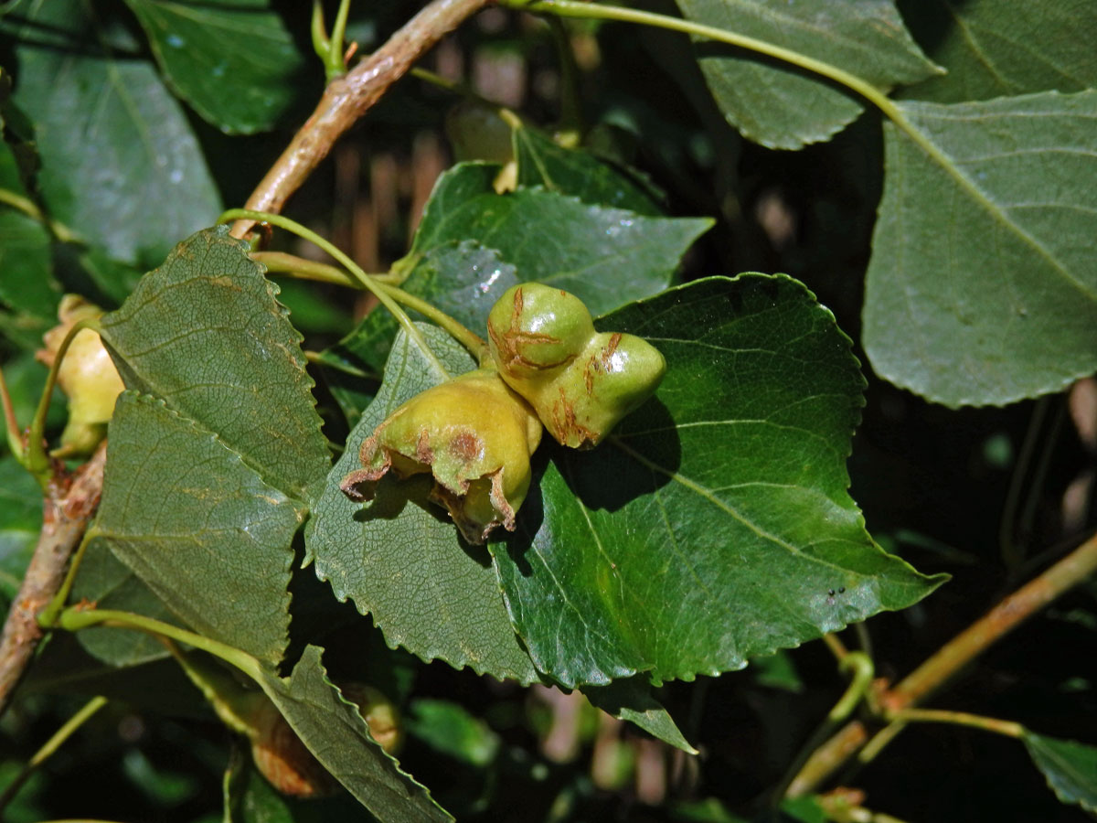 Hálky dutilky (Pemphigus populi); topol černý