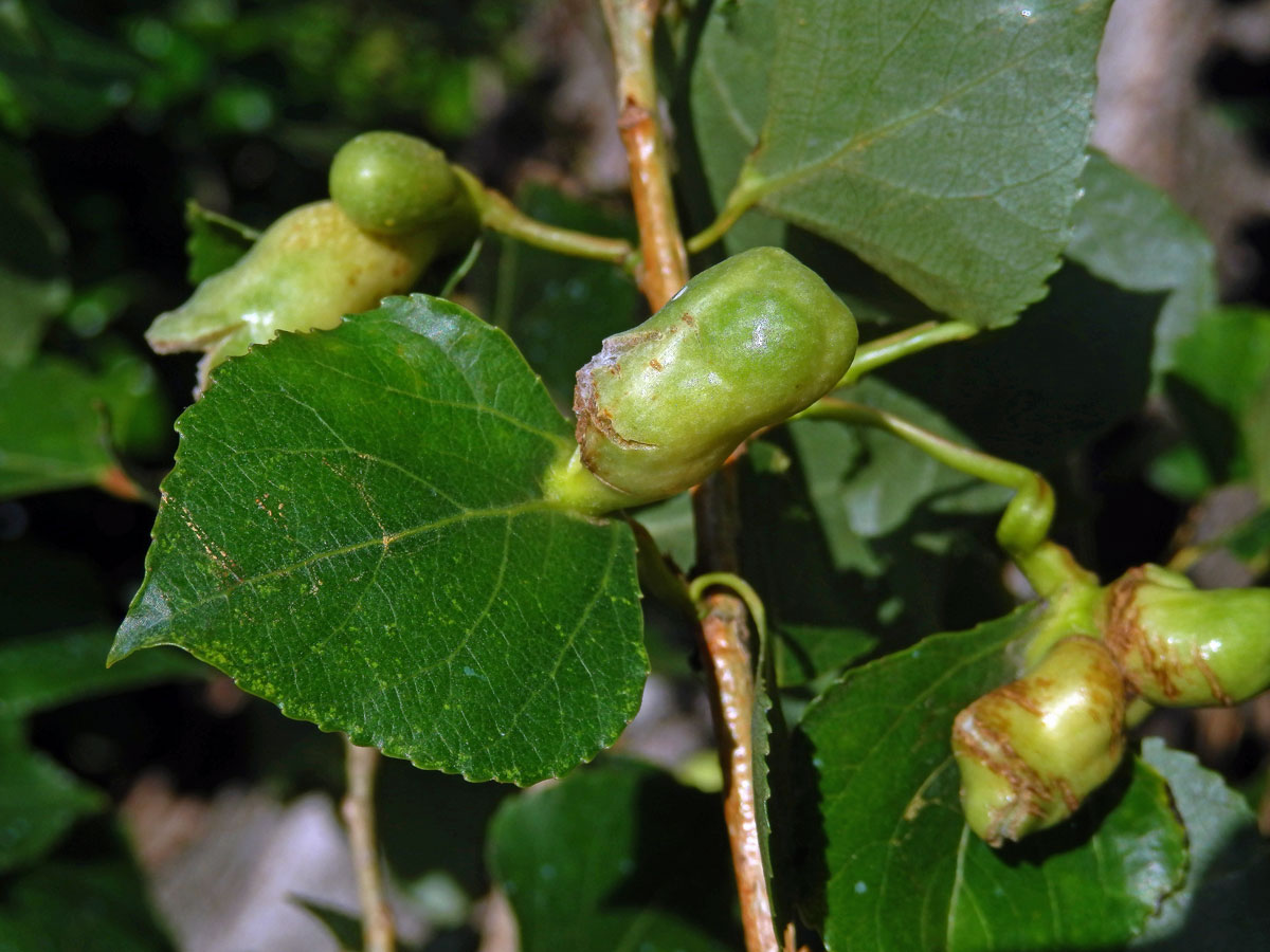 Hálky dutilky (Pemphigus populi); topol černý