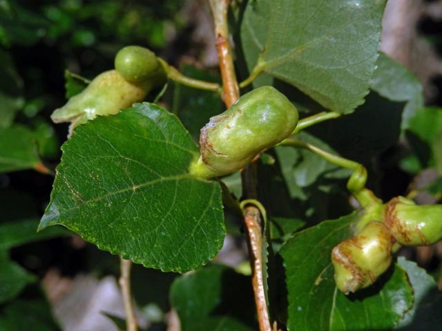 Hálky dutilky (Pemphigus populi); topol černý