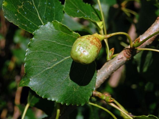 Hálky dutilky (Pemphigus populi); topol černý