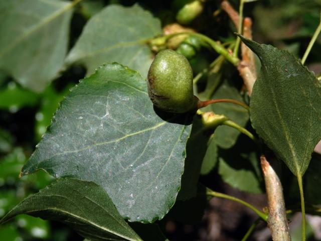 Hálky dutilky (Pemphigus populi); topol černý