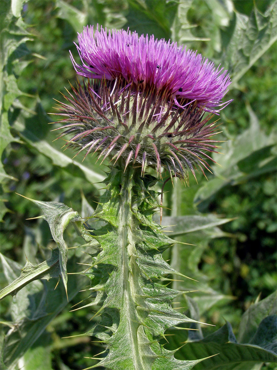 Ostropes trubil (Onopordum acanthium L.)